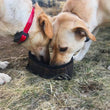 Load image into Gallery viewer, Collapsible lightweight dog water bowl - Belmont Blanket